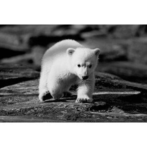 Fotografie Polar bear, fhm, 40 × 26.7 cm