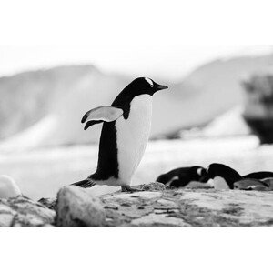 Fotografie Penguin, CdoubleR, 40 × 26.7 cm