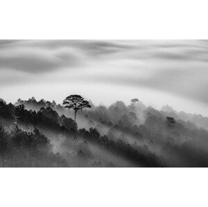 Fotografie Big tree in Pine forest in mist, Thang Tat Nguyen, 40 × 24.6 cm