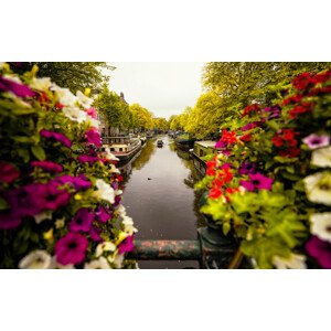 Fotografie Floral in Amsterdam, Merthan Kortan, 40 × 26.7 cm