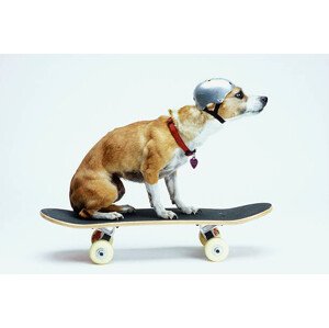 Fotografie Dog with Helmet Skateboarding, Chris Rogers, 40 × 26.7 cm