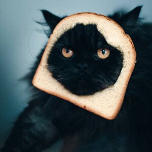 Fotografie Cat sandwich, Stéphane Berla, 40 × 40 cm