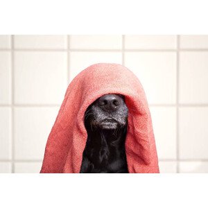 Fotografie Wet dog, Faba-Photograhpy, 40 × 26.7 cm