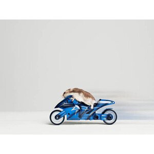 Fotografie Hamster sitting on toy motorcycle, side, Roger Wright, 40 × 30 cm