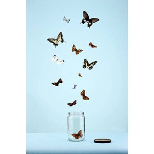 Fotografie butterflies escaping from jar, Martin Poole, 26.7 × 40 cm