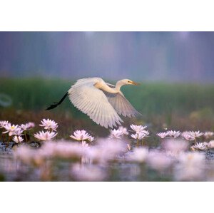 Fotografie Great Egret iflying in  water lily pond, tahir abbas, 40 × 26.7 cm