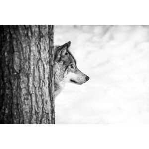 Fotografie Lone wolf and tree, Insight Imaging, 40 × 26.7 cm