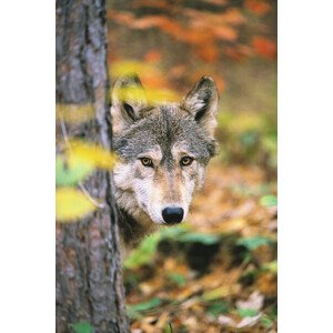 Fotografie Gray Wolf Peeking Around a Tree, John Conrad, 26.7 × 40 cm