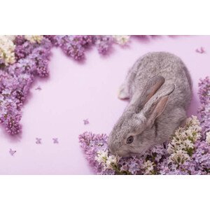Fotografie bunny with lilac flowers on pink background, Maya23K, 40 × 26.7 cm