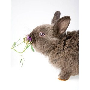 Fotografie bunny smelling a flower, frenc, 30 × 40 cm
