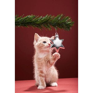 Fotografie Kitten pawing Christmas decoration on tree, Martin Poole, 26.7 × 40 cm