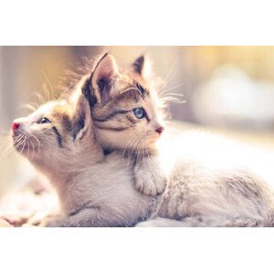 Fotografie Two kittens., Ayan Basu Ray, 40 × 26.7 cm