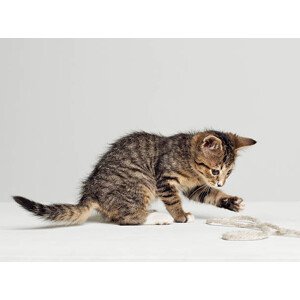 Fotografie Kitten playing with string, side view, studio shot, Roger Wright, 40 × 30 cm