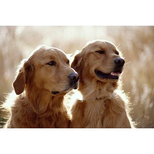 Fotografie GOLDEN RETRIEVER DOGS, Mike Brinson, 40 × 26.7 cm