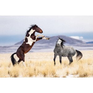 Fotografie Wild Horses, Jason Hutchison, 40 × 26.7 cm