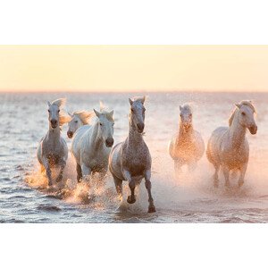 Fotografie White horses running through water, The Camargue, Peter Adams, 40 × 26.7 cm