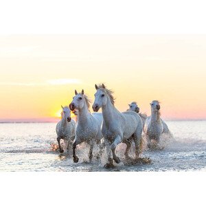 Fotografie Camargue white horses running in water at sunset, Peter Adams, 40 × 26.7 cm