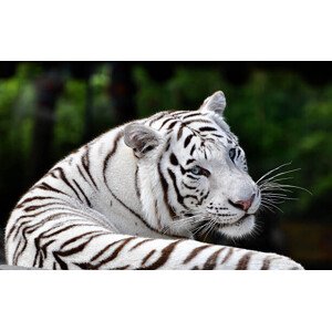 Fotografie Portrait Beautiful White Bengal Tiger, EMPPhotography, 40 × 26.7 cm