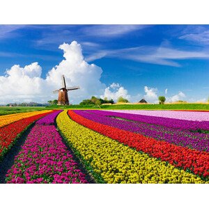 Fotografie Tulips and Windmills, JacobH, 40 × 30 cm