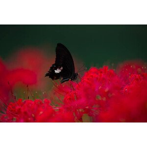 Fotografie A swallowtail butterfly and Red Spider lilies, qrsk, 40 × 26.7 cm