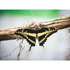 Fotografie Butterfly, borchee, 40 × 30 cm
