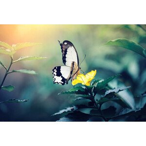 Fotografie Butterfly On Yellow Flower, borchee, 40 × 26.7 cm