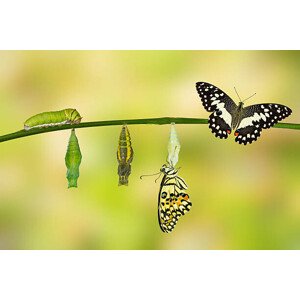 Fotografie Transformation of Lime Butterfly, Mathisa_s, 40 × 26.7 cm