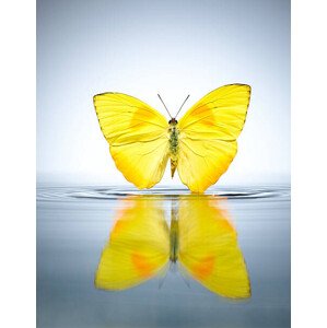 Fotografie Buttercup Butterfly in a pool of water, Chris Stein, 30 × 40 cm