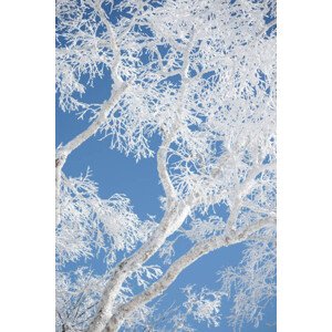 Fotografie Frost covered branches against blue sky, Alexandra Scotcher, 26.7 × 40 cm