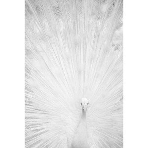 Fotografie White peacock, Marcel Comendant, 26.7 × 40 cm