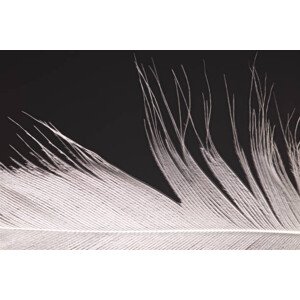 Fotografie Bird Feather Close Up, by Simon Gakhar, 40 × 26.7 cm