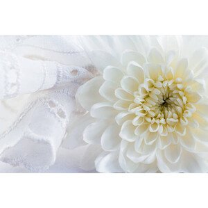 Fotografie Green chrysanthemum, longtaildog, 40 × 26.7 cm