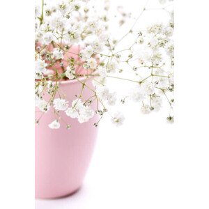 Fotografie Gypsophila flowers in pink vase on, 5second, 26.7 × 40 cm