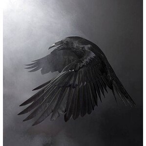Fotografie Black Raven, Conceptor, 40 × 40 cm