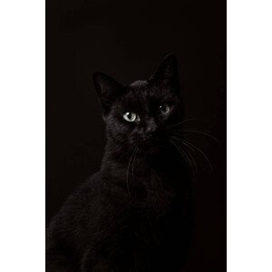 Fotografie Portrait of black cat, christopher soetaert, 26.7 × 40 cm