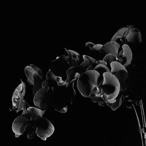 Fotografie Orchid, CollinXU, 40 × 40 cm