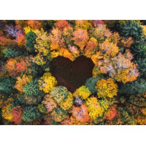 Fotografie Heart Shape In Autumn Forest, borchee, 40 × 30 cm