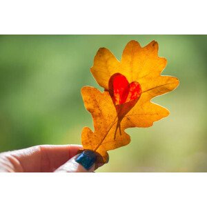 Fotografie Autumn yellow leaf with cut heart in a hand, polya_olya, 40 × 26.7 cm