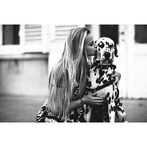 Fotografie dalmatian dog in the studio, Kevin Vandenberghe, 40 × 26.7 cm