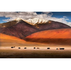 Fotografie Wild yaks in Ladakh, India., Nabarun Bhattacharya, 40 × 26.7 cm