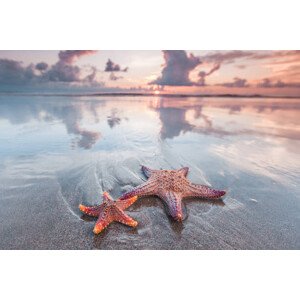Fotografie Starfish on beach, IvanMikhaylov, 40 × 26.7 cm