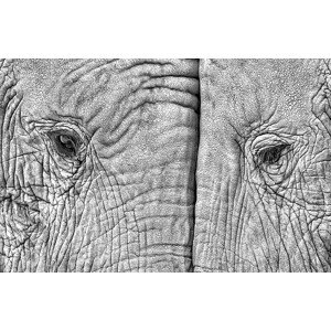 Fotografie Close-up of two elephants standing face to face, juanluis_duran, 40 × 26.7 cm