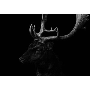 Fotografie Perchtoldsdorf,Austria, Tom Ki, 40 × 26.7 cm