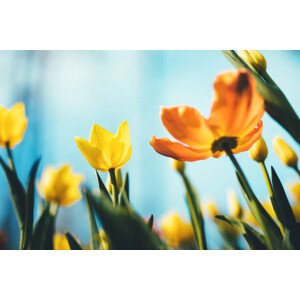 Fotografie Tulip Flowers, borchee, 40 × 26.7 cm