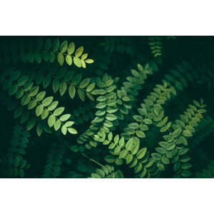 Fotografie Leaf Background, Jasmina007, 40 × 26.7 cm