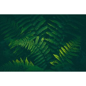Fotografie Fern Background, Jasmina007, 40 × 26.7 cm