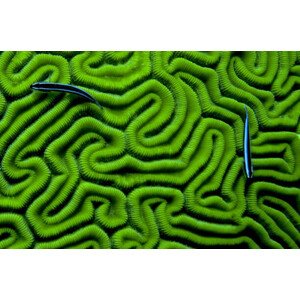 Fotografie Grooved Brain Coral, Dash Shemtoob, 40 × 26.7 cm