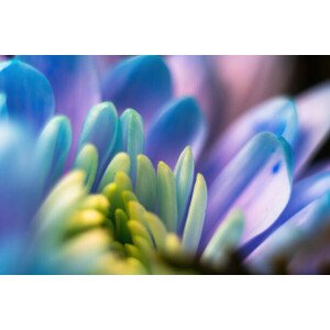 Fotografie Close-up, petals of chrysanthemum flowers. Gentle, Serhii Nemyrivskyi, 40 × 26.7 cm