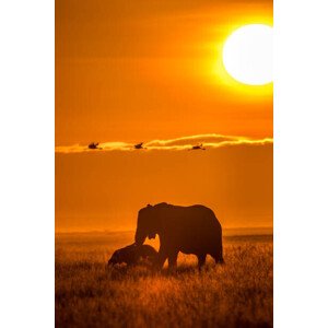 Fotografie The Mighty World of Elephants!, Nilesh Shah, 26.7 × 40 cm