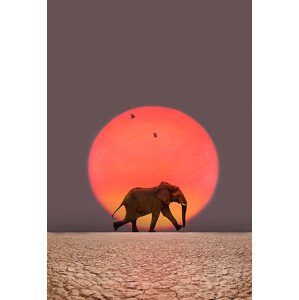 Fotografie Elephant walking., Grant Faint, 26.7 × 40 cm